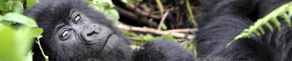 Baby Gorilla Glance